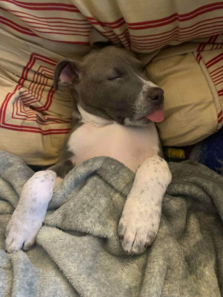 Illustration de l'article : 20 chiens et chats qui expriment pleinement leur joie après avoir été adoptés