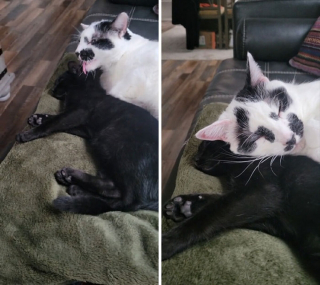 Illustration de l'article : 20 chiens et chats qui expriment pleinement leur joie après avoir été adoptés