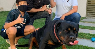 Illustration de l'article : Un jeune garçon de 11 ans n’hésite pas à sauter à l’eau pour tenter de sauver son Rottweiler de la noyade