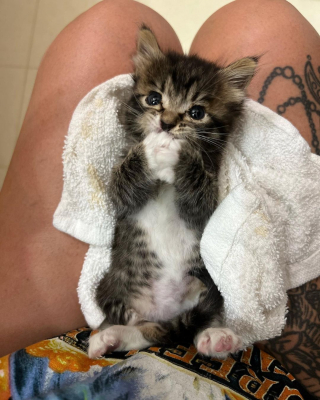 Illustration de l'article : Calliope, le petit félin orphelin qui a fait fondre le cœur d’un fervent adepte des chiens