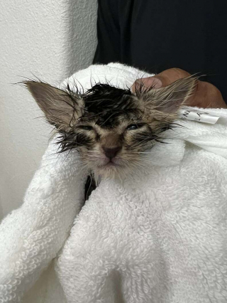 Illustration de l'article : Calliope, le petit félin orphelin qui a fait fondre le cœur d’un fervent adepte des chiens