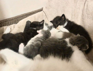 Illustration de l'article : Une chatte ayant eu 3 bébés adopte 2 chatons pour aider une maman n’ayant pas assez de lait pour sa portée de 6