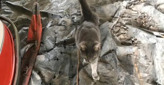 Illustration de l'article : Après 6 mois de disparition, ce chat réapparait dans le garage du père de sa maîtresse