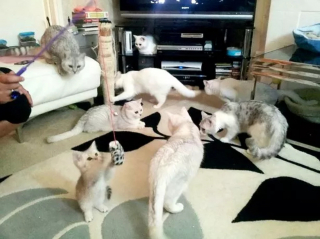 Illustration de l'article : En difficulté financière, elle place le bien-être de ses chats avant tout et ne prend qu'un repas par semaine