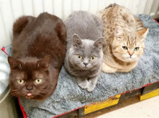 Illustration de l'article : En difficulté financière, elle place le bien-être de ses chats avant tout et ne prend qu'un repas par semaine