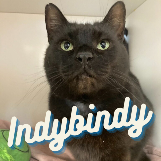 Illustration de l'article : Une fête spéciale pour les chats âgés : l'initiative touchante d'un refuge pour changer la vie de ses anciens résidents (vidéo)