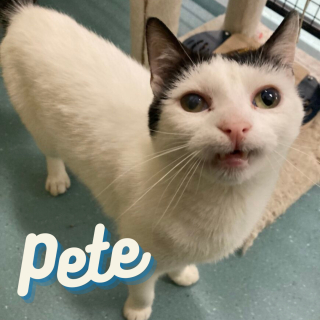 Illustration de l'article : Une fête spéciale pour les chats âgés : l'initiative touchante d'un refuge pour changer la vie de ses anciens résidents (vidéo)