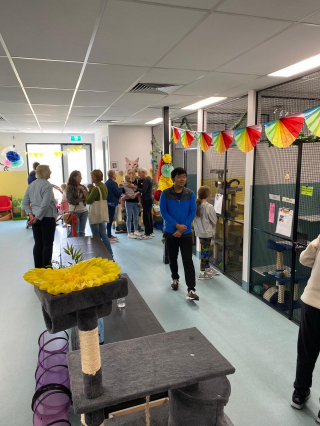 Illustration de l'article : Une fête spéciale pour les chats âgés : l'initiative touchante d'un refuge pour changer la vie de ses anciens résidents (vidéo)