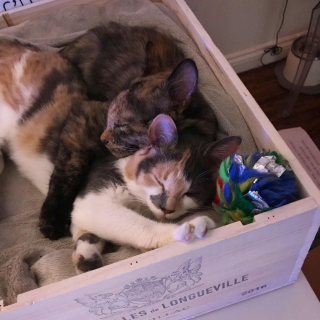 Illustration de l'article : La lutte inspirante de NafNaf : un chaton sourd et atteint d'hypoplasie cérébelleuse qui respire la joie de vivre