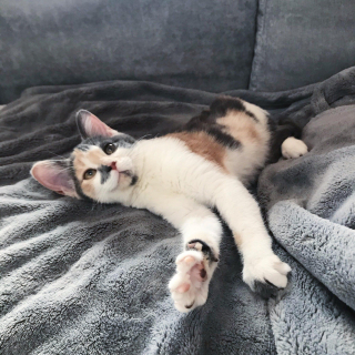 Illustration de l'article : La lutte inspirante de NafNaf : un chaton sourd et atteint d'hypoplasie cérébelleuse qui respire la joie de vivre