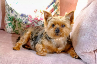 Illustration de l'article : L'étonnant comportement d'un Yorkshire Terrier sauve la vie de sa maîtresse malade