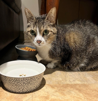 Illustration de l'article : Un chien à l'odorat aiguisé sauve une chatte abandonnée lors d'une balade nocturne