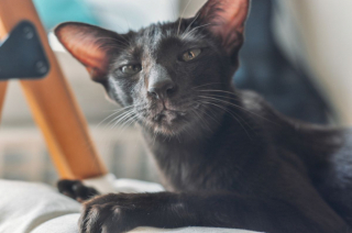 Illustration de l'article : 5 races de chats à poil court qui prouvent que moins c'est plus