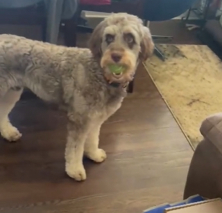 Illustration de l'article : Le dur dilemme d’un chien qui doit laisser tomber sa balle s’il veut manger sa friandise (vidéo) 