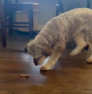 Illustration de l'article : Le dur dilemme d’un chien qui doit laisser tomber sa balle s’il veut manger sa friandise (vidéo) 