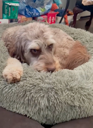 Illustration de l'article : Le dur dilemme d’un chien qui doit laisser tomber sa balle s’il veut manger sa friandise (vidéo) 