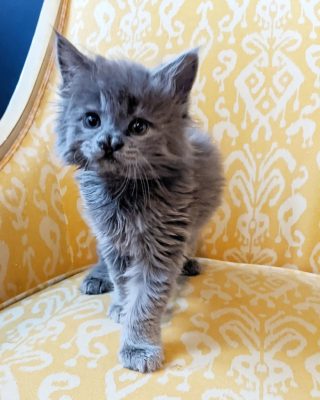 Illustration de l'article : La transformation remarquable de Bonsaï : du soin intensif à une maison aimante