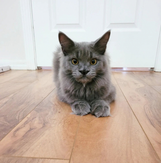 Illustration de l'article : La transformation remarquable de Bonsaï : du soin intensif à une maison aimante