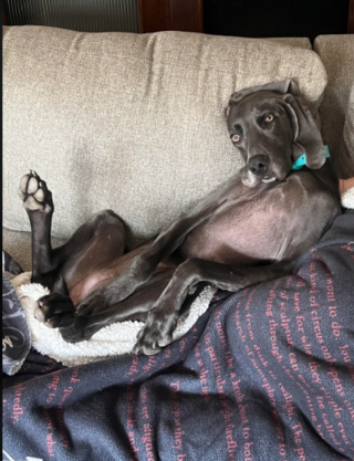 Illustration de l'article : 20 photos captivantes et attendrissantes montrant le Braque de Weimar dans tous ses états