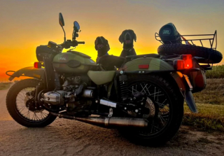 Illustration de l'article : 20 photos captivantes et attendrissantes montrant le Braque de Weimar dans tous ses états