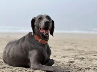 Illustration de l'article : 20 photos captivantes et attendrissantes montrant le Braque de Weimar dans tous ses états