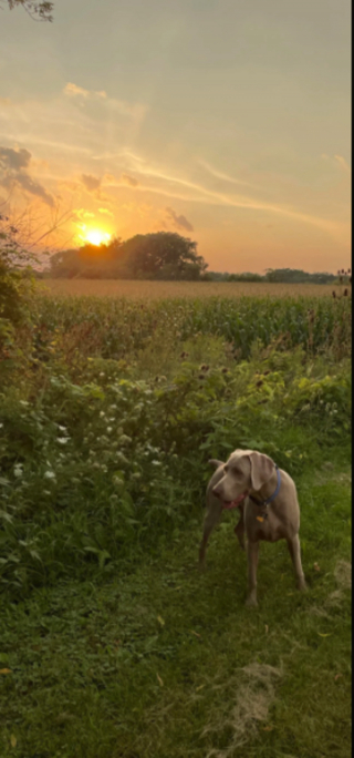 Illustration de l'article : 20 photos captivantes et attendrissantes montrant le Braque de Weimar dans tous ses états