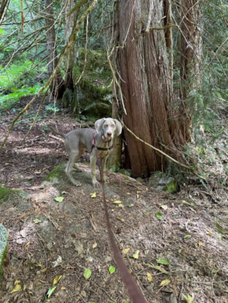 Illustration de l'article : 20 photos captivantes et attendrissantes montrant le Braque de Weimar dans tous ses états