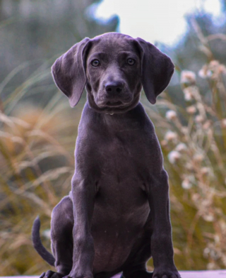 Illustration de l'article : 20 photos captivantes et attendrissantes montrant le Braque de Weimar dans tous ses états