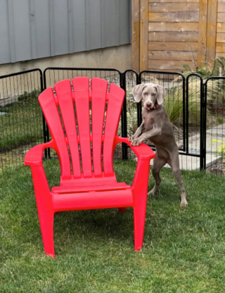 Illustration de l'article : 20 photos captivantes et attendrissantes montrant le Braque de Weimar dans tous ses états