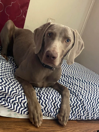 Illustration de l'article : 20 photos captivantes et attendrissantes montrant le Braque de Weimar dans tous ses états