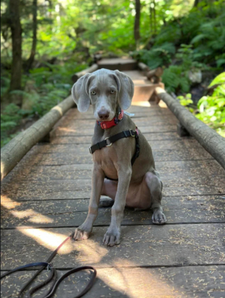 Illustration de l'article : 20 photos captivantes et attendrissantes montrant le Braque de Weimar dans tous ses états