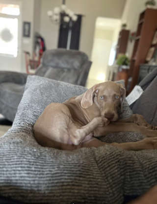 Illustration de l'article : 20 photos captivantes et attendrissantes montrant le Braque de Weimar dans tous ses états