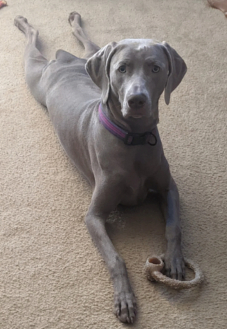 Illustration de l'article : 20 photos captivantes et attendrissantes montrant le Braque de Weimar dans tous ses états