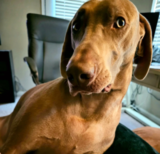 Illustration de l'article : 20 photos captivantes et attendrissantes montrant le Braque de Weimar dans tous ses états