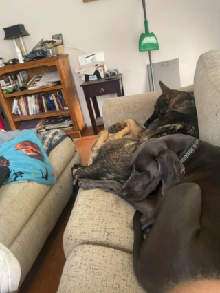 Illustration de l'article : 20 photos captivantes et attendrissantes montrant le Braque de Weimar dans tous ses états