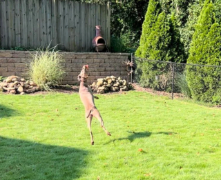 Illustration de l'article : 20 photos captivantes et attendrissantes montrant le Braque de Weimar dans tous ses états