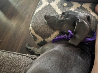 Illustration de l'article : 20 photos captivantes et attendrissantes montrant le Braque de Weimar dans tous ses états