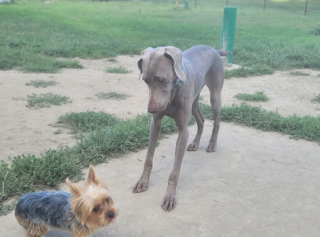 Illustration de l'article : 20 photos captivantes et attendrissantes montrant le Braque de Weimar dans tous ses états