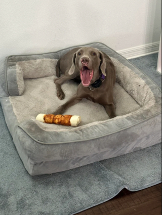 Illustration de l'article : 20 photos captivantes et attendrissantes montrant le Braque de Weimar dans tous ses états