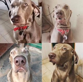 Illustration de l'article : 20 photos captivantes et attendrissantes montrant le Braque de Weimar dans tous ses états