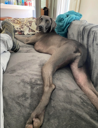 Illustration de l'article : 20 photos captivantes et attendrissantes montrant le Braque de Weimar dans tous ses états