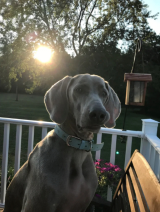 Illustration de l'article : 20 photos captivantes et attendrissantes montrant le Braque de Weimar dans tous ses états