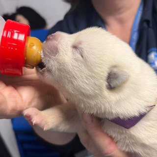 Illustration de l'article : Une promeneuse sauve une portée de chiots distribués gratuitement dans la rue