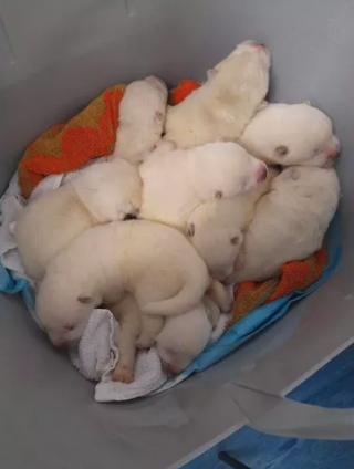 Illustration de l'article : Une promeneuse sauve une portée de chiots distribués gratuitement dans la rue