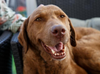 Illustration de l'article : Ce chien maltraité croyait enfin au bonheur, quand il a été touché par une grave maladie