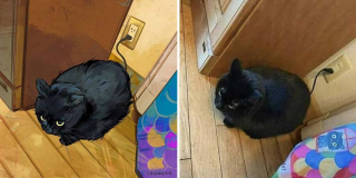 Illustration de l'article : 20 portraits de chats transformés en illustrations pleines d'humour et de créativité