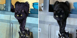 Illustration de l'article : 20 portraits de chats transformés en illustrations pleines d'humour et de créativité