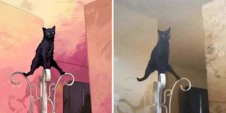 Illustration de l'article : 20 portraits de chats transformés en illustrations pleines d'humour et de créativité