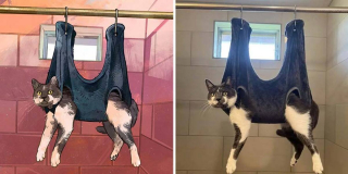 Illustration de l'article : 20 portraits de chats transformés en illustrations pleines d'humour et de créativité