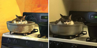 Illustration de l'article : 20 portraits de chats transformés en illustrations pleines d'humour et de créativité